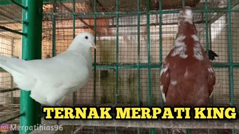 Merpati