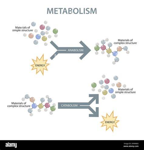 Metabolism illustration