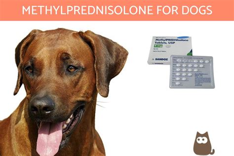 Methylprednisolone For Dogs Dosage Chart