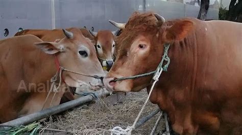 Metode Stunning pada Hewan