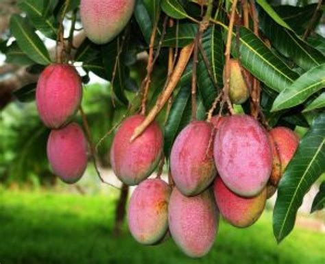 Mexican mango tree
