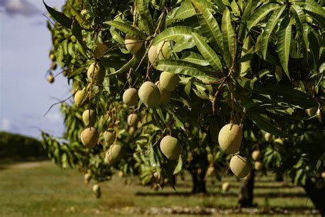 Mexican mango tree shade