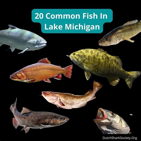 Michigan Fish Behavior