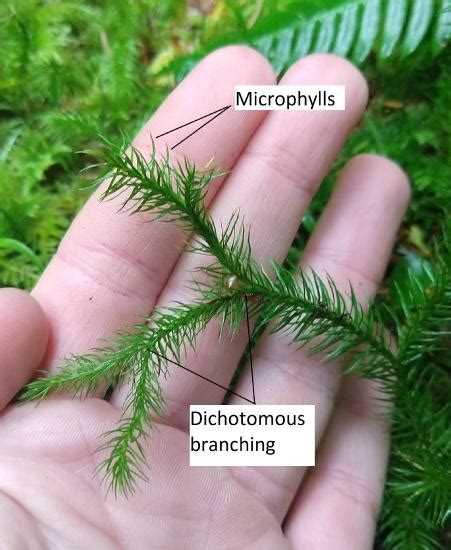 Microphylls of Lycopodium