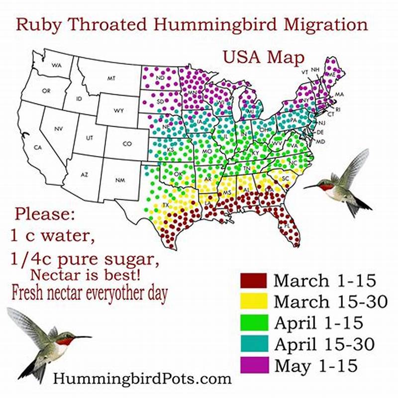 Migration Pattern Of Ruby Throated Hummingbird