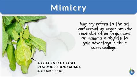 Mimicry definition