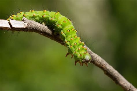 Mimpi