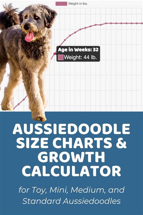 Mini Aussiedoodle Size Chart