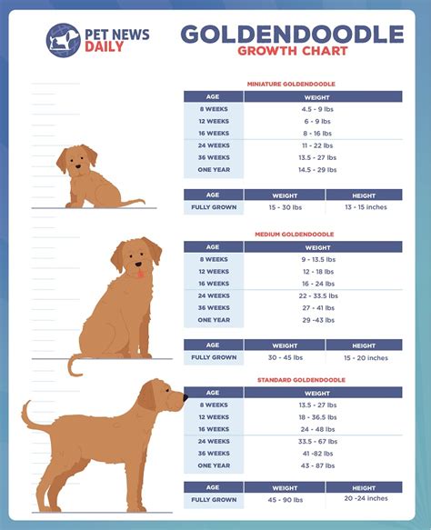 Mini Goldendoodle Size Chart
