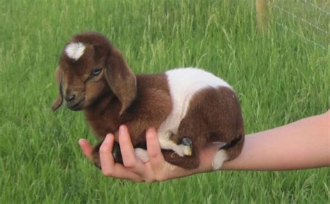 Kambing Mini