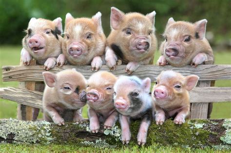 Babi Mini