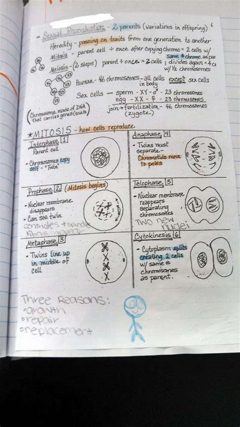 Mitosis Coloring Homework Answer Key