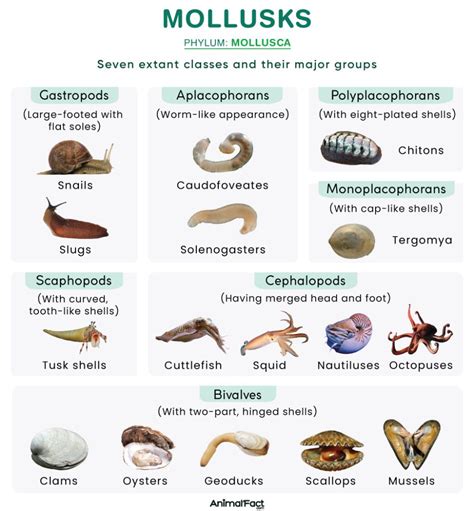 Mollusca