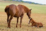 Mommy Baby Pony