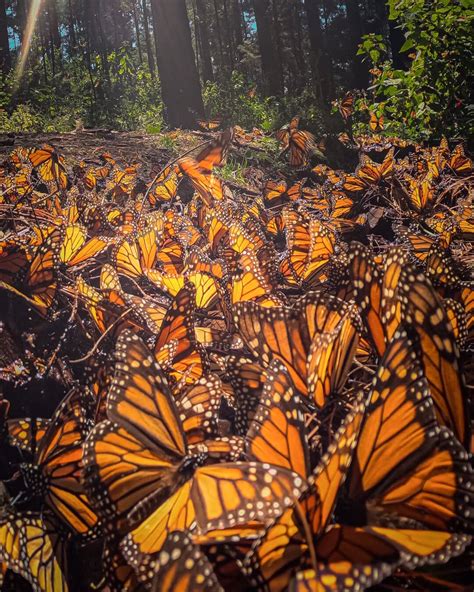 Monarch Butterfly Migration