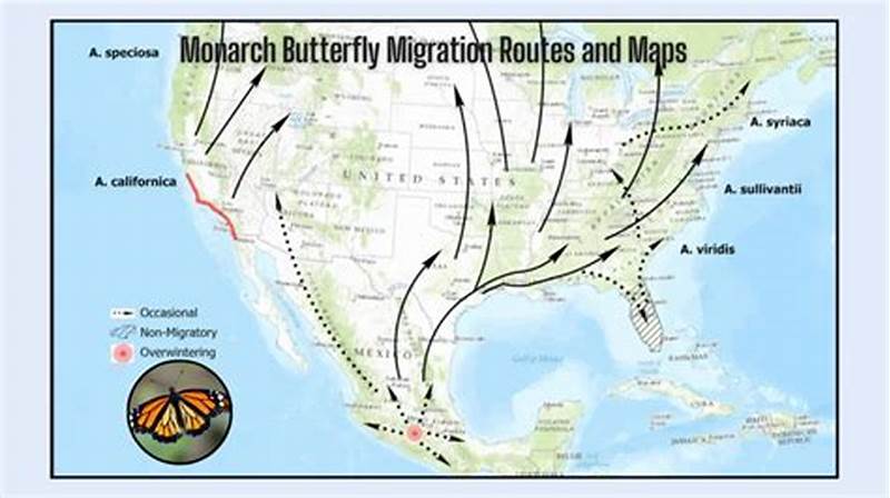 Monarch Butterfly Migration Pattern