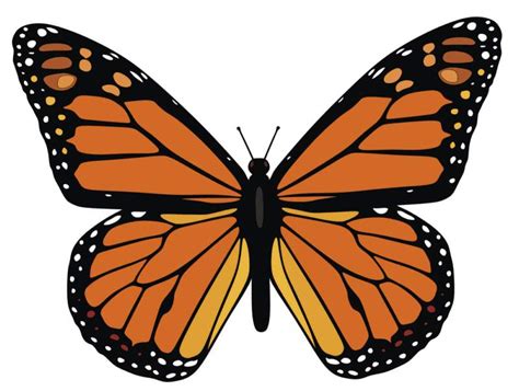 Monarch Butterfly Template