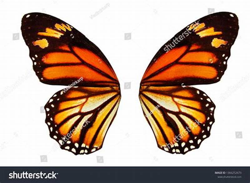 Monarch Butterfly Wing Pattern