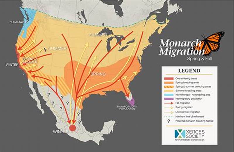 Monarch Migration Pattern