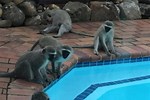 Monkey Pool