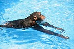 Monkeys Swimming