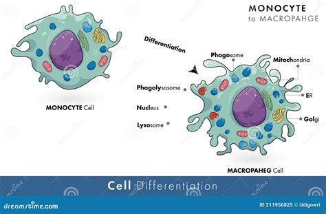 Monocyte to macrophage