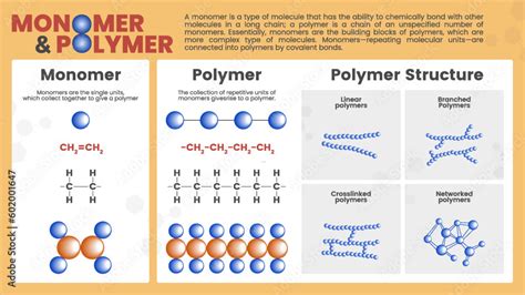 Monomers And Polymers Chart