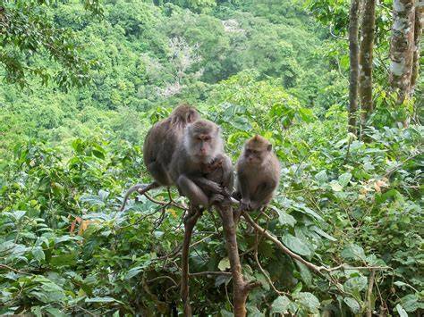 Monyet di Hutan