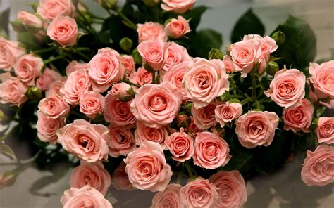 Most Beautiful Rose Flowers Wallpaper