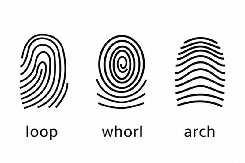 Most Fingerprints Have A Loop Pattern