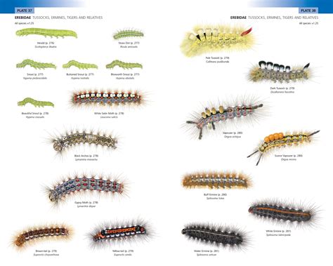 Moth Caterpillar Identification Chart