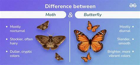 Moth vs Butterfly comparison