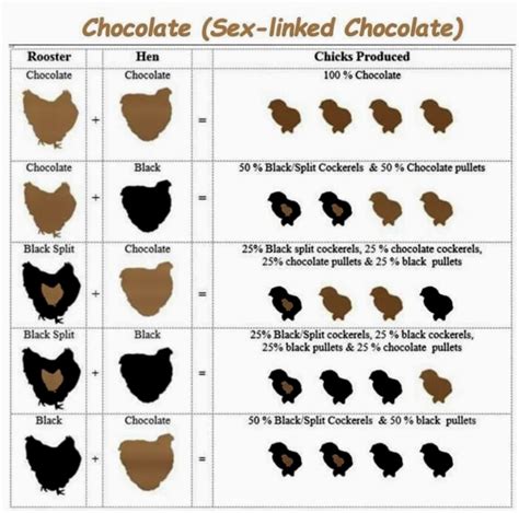 Mottled Silkie Breeding Chart