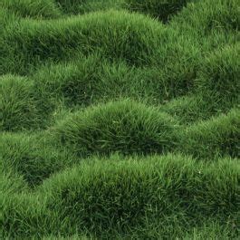 Mounding Grass