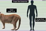 Mountain Lion Size Comparison