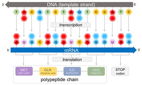 Mrna Dna Template