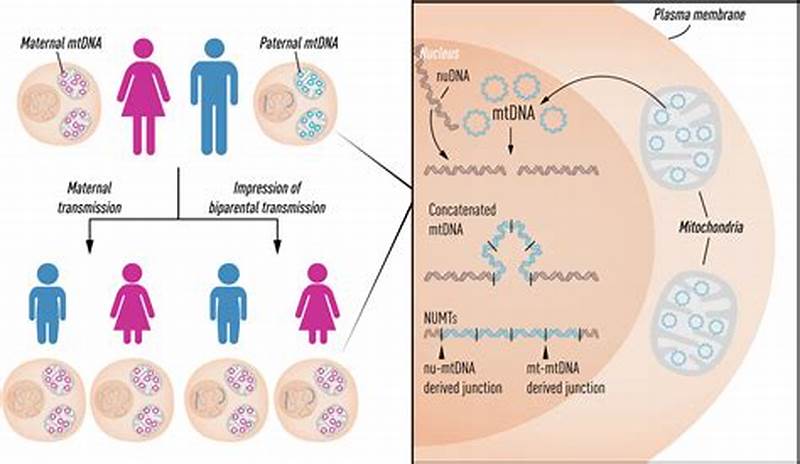 Mtdna Inheritance Pattern