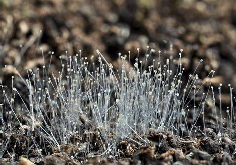 Mucor mucedo (Pin Mold)