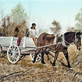 Mules on Farm with Man in wagon