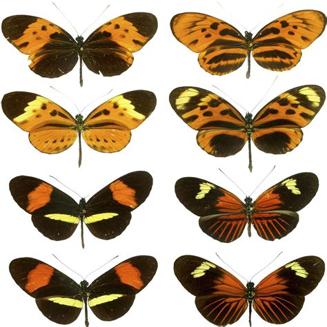 Mullerian Mimicry examples