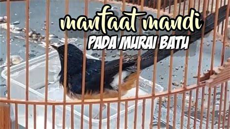 Murai Batu Mandi