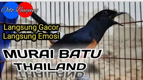 burung murai thailand