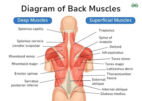 Muscle Chart Lower Back