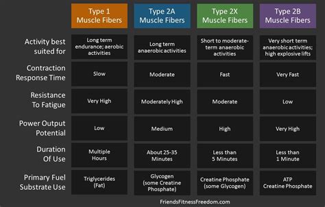 Muscle Fiber Types Chart