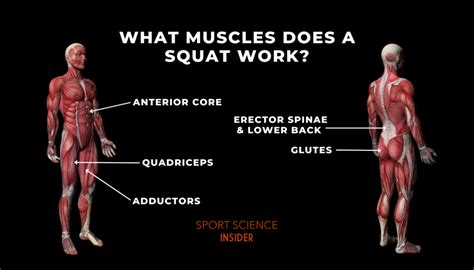 Muscles worked by squats diagram