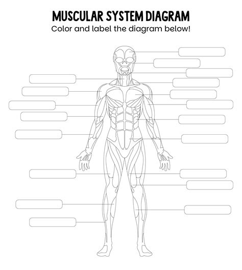 Muscular System Printable