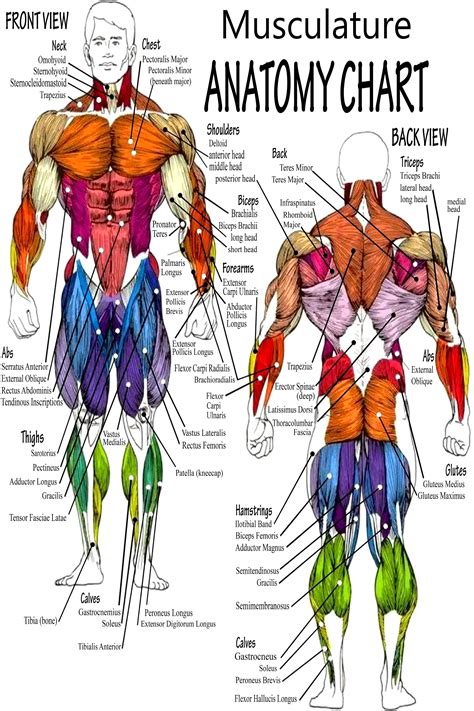 Musculature Anatomy Chart