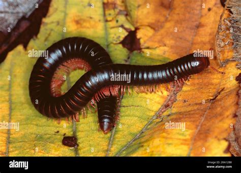 Myriapoda