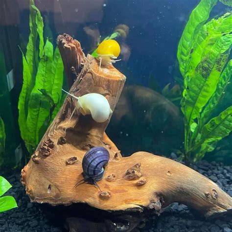 Mystery Snail with Betta Fish