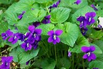 Native Violets Flowers